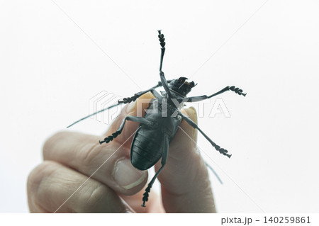ゴマダラカミキリ虫を指でつまんでいる ゴマダラカミキリ虫を指でつまんでいる 140259861