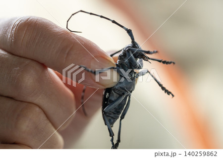ゴマダラカミキリ虫を指でつまんでいる ゴマダラカミキリ虫を指でつまんでいる 140259862