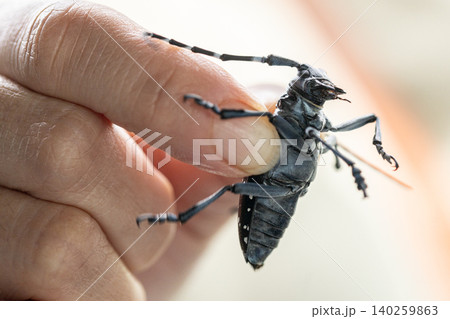 ゴマダラカミキリ虫を指でつまんでいる ゴマダラカミキリ虫を指でつまんでいる 140259863