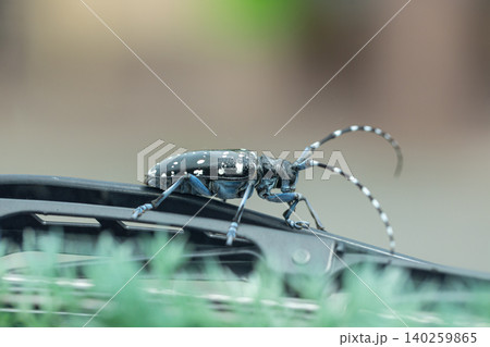 車のワイパーブレードにとまっている日本の昆虫、ゴマダラカミキリ虫 車のワイパーブレードにとまっている日本の昆虫、ゴマダラカミキリ虫 140259865
