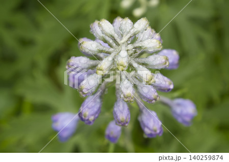 Purple Delphinium Flower Buds with Raindrops Closeup 140259874