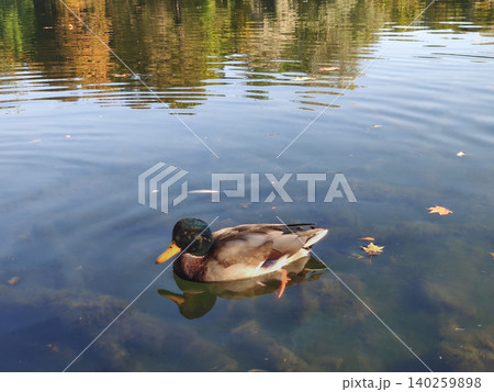 Mallard duck swimming on White Lake in Gatchina Palace Park. Wild bird floating on calm water surface with autumn reflection. Tranquil nature scene in historic Russian garden landscape. Mallard duck swimming on White Lake in Gatchina Palace Park. Wild bird floating on calm water surface with autumn reflection. Tranquil nature scene in historic Russian garden landscape. 140259898