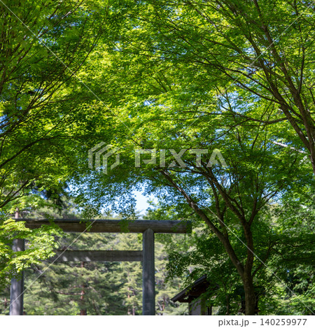新緑に包まれる神社の鳥居 新緑に包まれる神社の鳥居 140259977