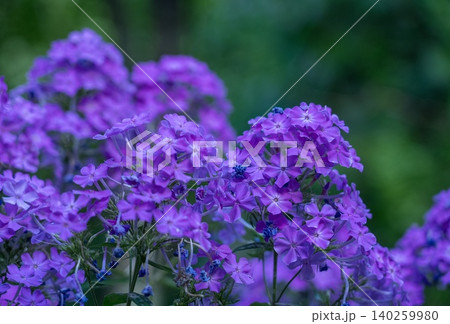 群生する紫色の宿根フロックスの花々 群生する紫色の宿根フロックスの花々 140259980