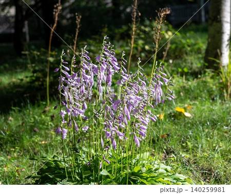 群生するコバギボウシの花 群生するコバギボウシの花 140259981