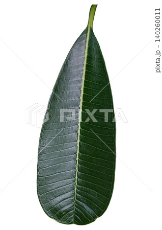 Vertical Shot of Fresh Green Tropical Leaf with Detailed Leaf Veins: Isolated Botany Element on White Backdrop, Isolated White Background 140260011