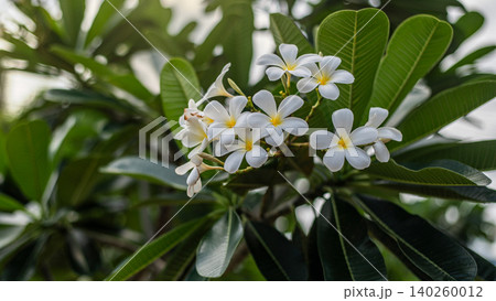 Beautiful Bunch of White Plumeria Flowers (Frangipani) on Tree with Soft Blurred Green Nature Bokeh Background: Spa and Wellness Concept Beautiful Bunch of White Plumeria Flowers (Frangipani) on Tree with Soft Blurred Green Nature Bokeh Background: Spa and Wellness Concept 140260012