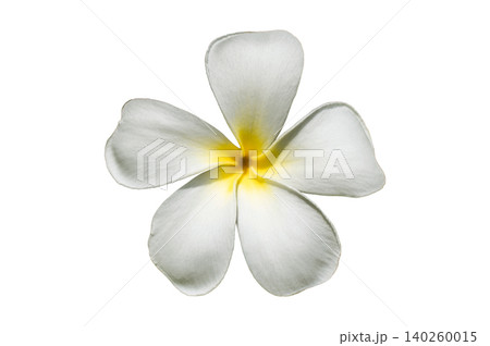 Single White Plumeria Flower Isolated on Pure White Background: Five Petals Frangipani Blossom Cutout 140260015