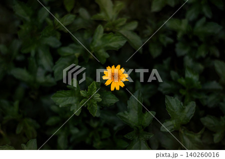 Single Yellow Flower Blooming in the Middle of Dark Green Leaves: Minimalist Moody Nature Background for Inspirational Concept Single Yellow Flower Blooming in the Middle of Dark Green Leaves: Minimalist Moody Nature Background for Inspirational Concept 140260016