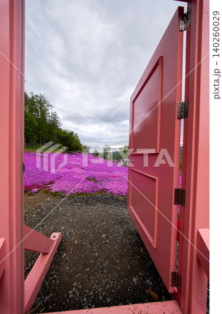 北海道 滝上 芝桜 ピンク 春 北海道 滝上 芝桜 ピンク 春 140260029