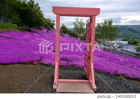 北海道 滝上 芝桜 ピンク 春 北海道 滝上 芝桜 ピンク 春 140260031