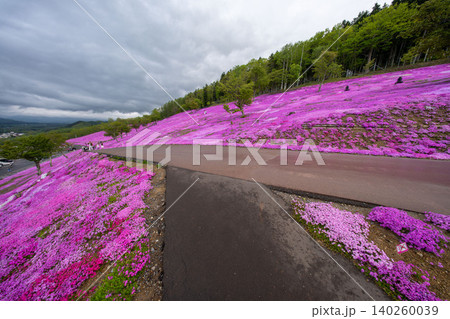 北海道 滝上 芝桜 ピンク 春 北海道 滝上 芝桜 ピンク 春 140260039