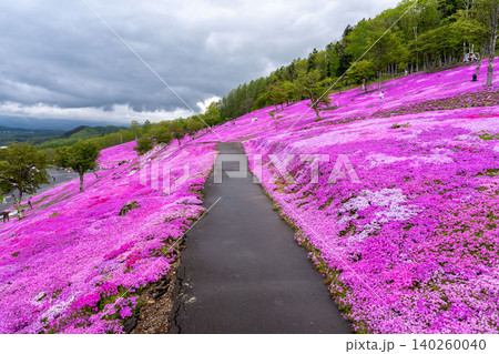 北海道 滝上 芝桜 ピンク 春 北海道 滝上 芝桜 ピンク 春 140260040