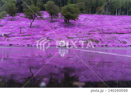 北海道, 滝上, 芝桜, ピンク, 春, 風景, 花, 自然, 植物, 満開, シバザクラ, 花畑, 北海道, 滝上, 芝桜, ピンク, 春, 風景, 花, 自然, 植物, 満開, シバザクラ, 花畑, 140260098