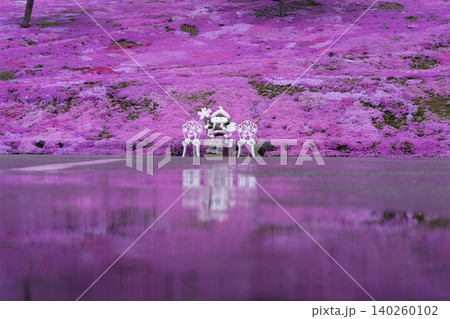 北海道, 滝上, 芝桜, ピンク, 春, 風景, 花, 自然, 植物, 満開, シバザクラ, 花畑, 北海道, 滝上, 芝桜, ピンク, 春, 風景, 花, 自然, 植物, 満開, シバザクラ, 花畑, 140260102