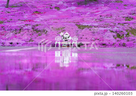 北海道, 滝上, 芝桜, ピンク, 春, 風景, 花, 自然, 植物, 満開, シバザクラ, 花畑, 北海道, 滝上, 芝桜, ピンク, 春, 風景, 花, 自然, 植物, 満開, シバザクラ, 花畑, 140260103