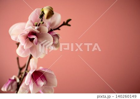 Pink magnolia flowers on soft pastel background with copy space 140260149