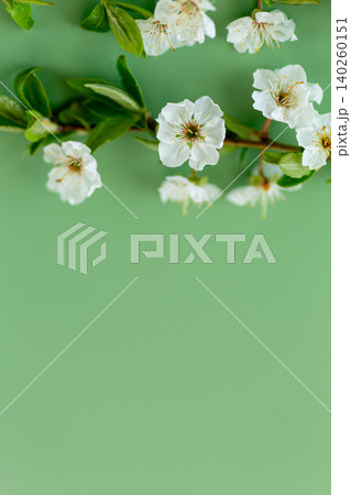 minimal spring floral composition with white blossoms and copy space minimal spring floral composition with white blossoms and copy space 140260151