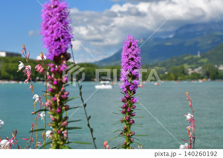 フランス・アヌシー湖畔に咲く花、 夏の美しい風景（2021年7月28日） 140260192