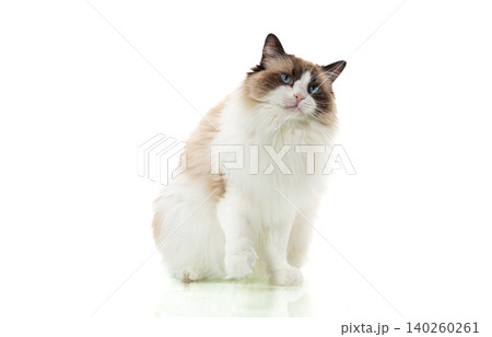 close up portrait of fluffy cat with bright blue eyes close up portrait of fluffy cat with bright blue eyes 140260261