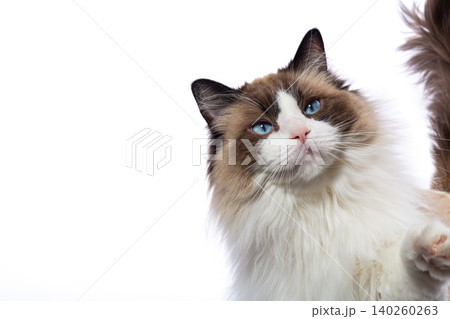 elegant ragdoll cat portrait on white background elegant ragdoll cat portrait on white background 140260263