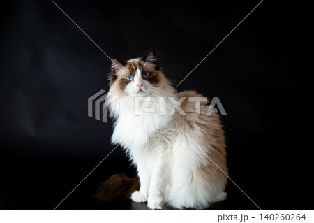 Luxury Ragdoll cat with fluffy fur and blue eyes Luxury Ragdoll cat with fluffy fur and blue eyes 140260264