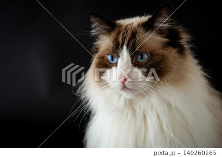 Elegant Ragdoll feline portrait with luxurious white fur Elegant Ragdoll feline portrait with luxurious white fur 140260265