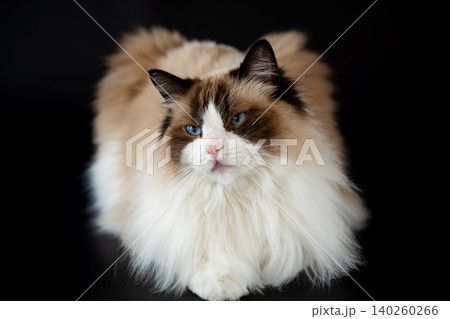 Beautiful longhaired Ragdoll cat with blue eyes indoors Beautiful longhaired Ragdoll cat with blue eyes indoors 140260266