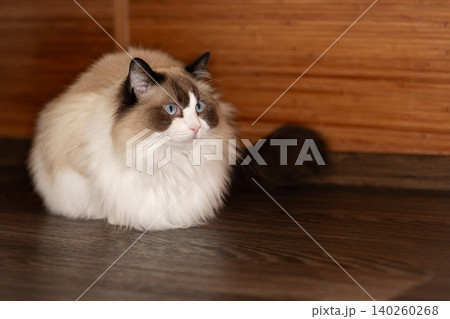 fluffy ragdoll cat with blue eyes sitting calmly indoors fluffy ragdoll cat with blue eyes sitting calmly indoors 140260268