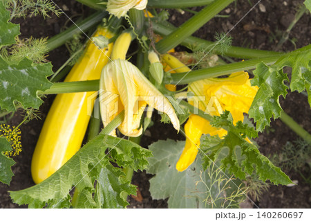 Yellow Zucchini Squash with Blossoms Growing in Garden 140260697