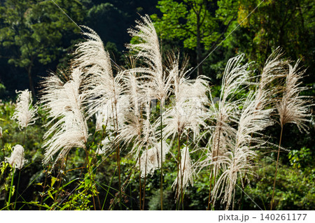 Backlit Silvergrass Plumes in Taiwan Backlit Silvergrass Plumes in Taiwan 140261177