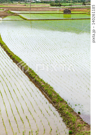 Flooded rice paddies with young seedlings Flooded rice paddies with young seedlings 140261185