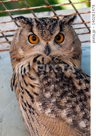 Beautiful owl Beautiful owl 140261478
