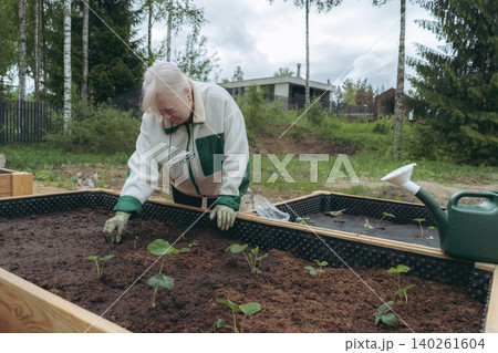woman planting strawberry and onion in soil of garden bed at countryside property 140261604