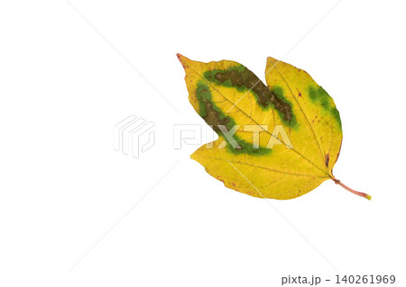 Yellow dry leaf in autumn 140261969