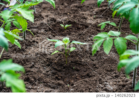 Emerging Green Seedling in Rich Dark Soil Surrounded by Established Plants Showcases Growth and Nurturing of Young Flora in a Garden Setting Emerging Green Seedling in Rich Dark Soil Surrounded by Established Plants Showcases Growth and Nurturing of Young Flora in a Garden Setting 140262023