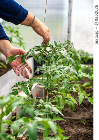 Nurturing Growth: A Close-Up on Gardening Hands as They Tend to Vibrant Tomato Plants in a Fertile Greenhouse Environment 140262026