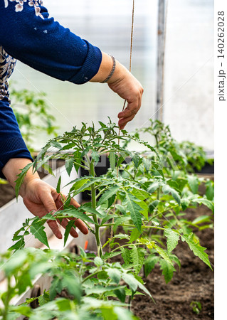 Growing Tomato Plants: A Hands-On Approach for Cultivating Healthy Vegetables Growing Tomato Plants: A Hands-On Approach for Cultivating Healthy Vegetables 140262028