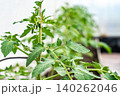 Lush Green Tomato Plants Flourishing in a Controlled Environment, Showcasing Healthy Leaves and Growth Patterns of Edible Produce 140262046