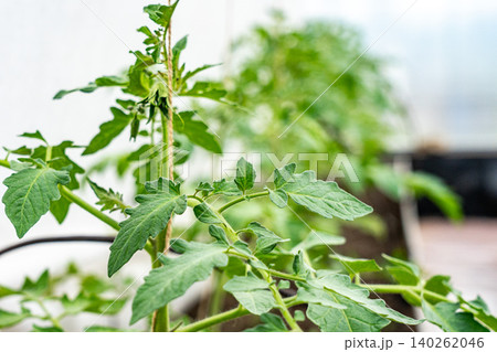 Lush Green Tomato Plants Flourishing in a Controlled Environment, Showcasing Healthy Leaves and Growth Patterns of Edible Produce Lush Green Tomato Plants Flourishing in a Controlled Environment, Showcasing Healthy Leaves and Growth Patterns of Edible Produce 140262046