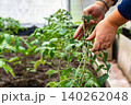 Hands Tending to Young Tomato Plants in a Greenhouse, Ensuring Healthy Growth and Sustainable Gardening Practices for a Lush Harvest 140262048