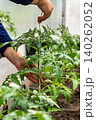 Nurturing Greenhouse Growth: A Detailed Look at the Care and Support of Tomato Plants 140262052