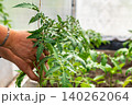 Nurturing Green Life: A Gardener's Hand Gently Supports a Tomato Plant, Showcasing the Beauty of Growth and Care in a Lush Greenhouse Environment 140262064