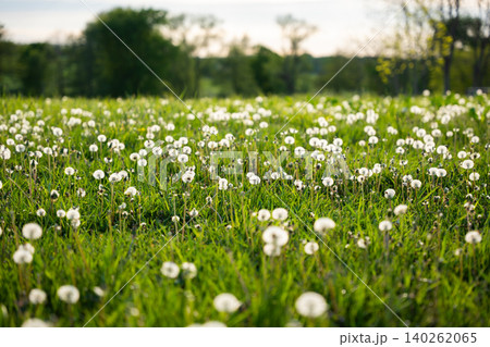 Field of dandelions in various stages of bloom, showcasing white seed heads and green grass with trees in the background Field of dandelions in various stages of bloom, showcasing white seed heads and green grass with trees in the background 140262065