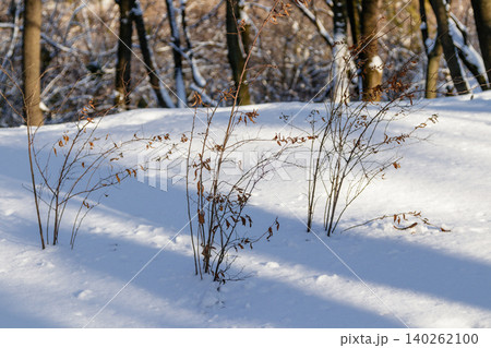 bushes in the snow bushes in the snow 140262100