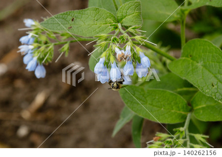 bushes with beautiful serene flowers on which a bee (wasp) is sitting bushes with beautiful serene flowers on which a bee (wasp) is sitting 140262156