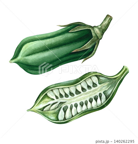 Green sesame pod in section and whole. Hand-drawn watercolor illustration. Separate from the background. Perfect for creating product labels, posters, banners, menus, and more. 140262295