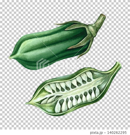 Green sesame pod in section and whole. Hand-drawn watercolor illustration. Separate from the background. Perfect for creating product labels, posters, banners, menus, and more. 140262295