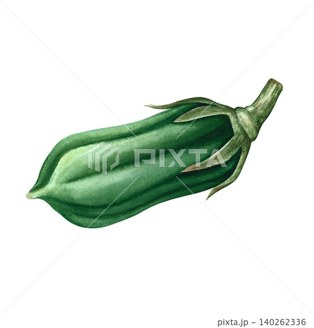 Whole green sesame pod. Hand-drawn watercolor illustration. Separate from background. Perfect for creating product labels, posters, banners, menus, and more. Whole green sesame pod. Hand-drawn watercolor illustration. Separate from background. Perfect for creating product labels, posters, banners, menus, and more. 140262336