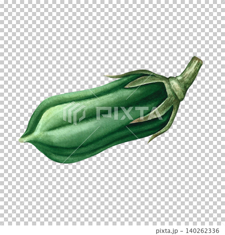 Whole green sesame pod. Hand-drawn watercolor illustration. Separate from background. Perfect for creating product labels, posters, banners, menus, and more. Whole green sesame pod. Hand-drawn watercolor illustration. Separate from background. Perfect for creating product labels, posters, banners, menus, and more. 140262336